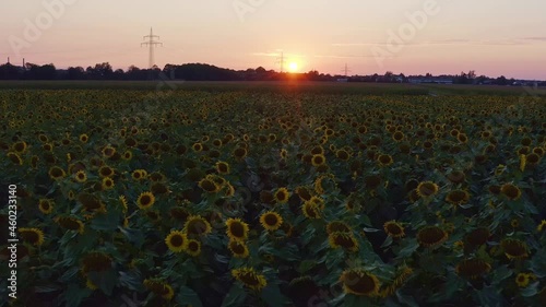 Wallpaper Mural Flying into the sunset with a sunflower field passing by the ground Torontodigital.ca
