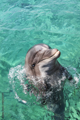 Smiling dolphin bathes and plays in the sea in the blue water of pool. Cute laughing relaxation dolphin emerged from the water in Red Sea, Eilat