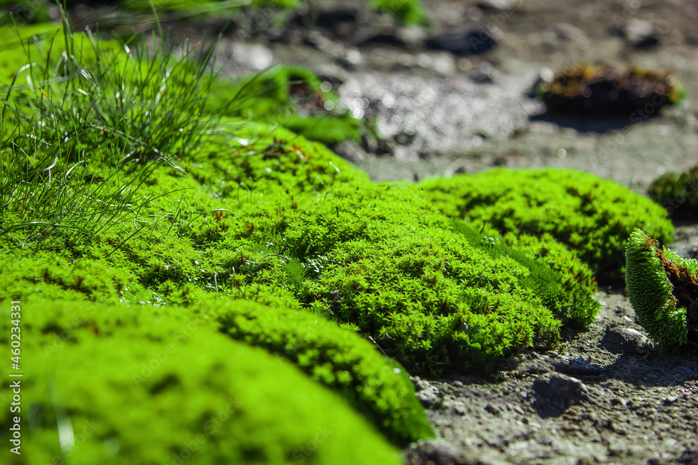 Moss background on the concrete and stone. Close-up of a green plant on a rock. Macro shot moss on the wall