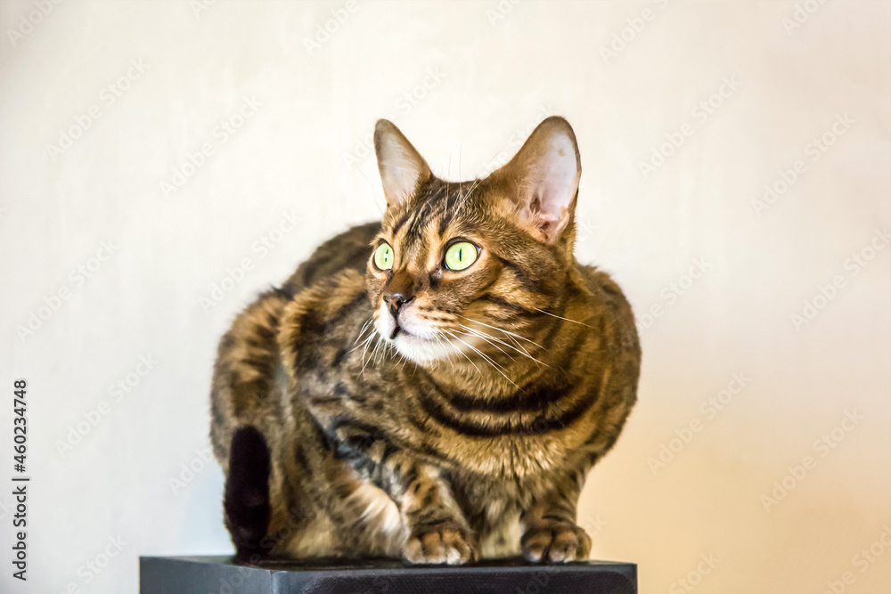 Portrait of a sitting purebred bengal cat on a white background. Selective focus