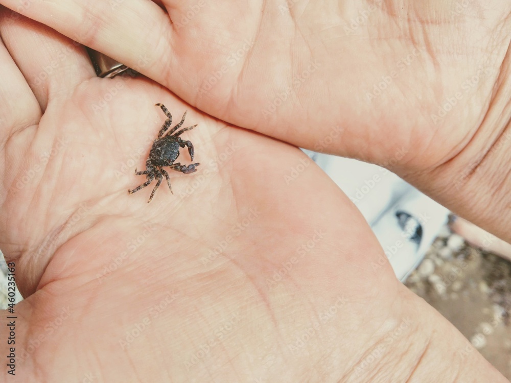 Obraz premium wildlife