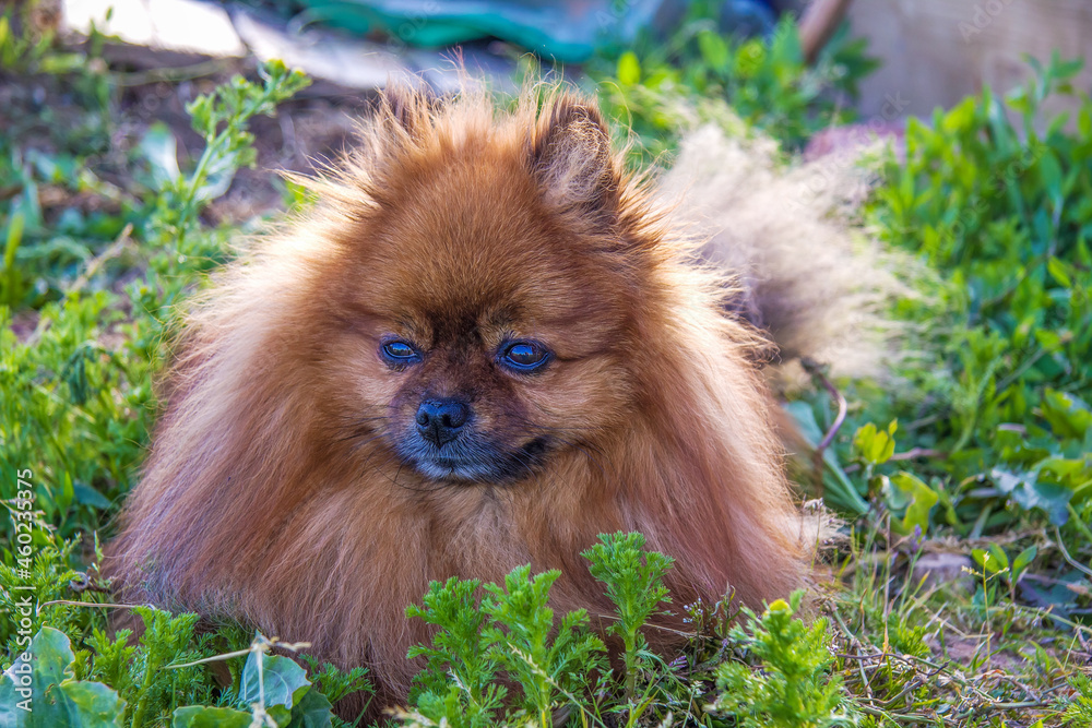 Portrait of a red-haired dog with brown eyes. Pomeranian Spitz with expressive look. Portrait of a red-haired dog with brown eyes. Pomeranian Spitz with expressive look.