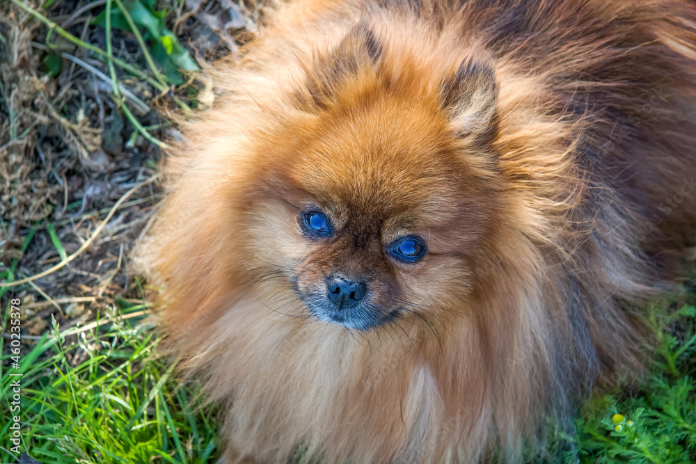 Portrait of a red-haired dog with brown eyes. Pomeranian Spitz with expressive look.
