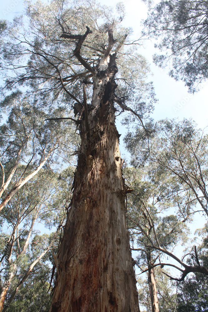 Fototapeta premium Tall tree reaching to the sky