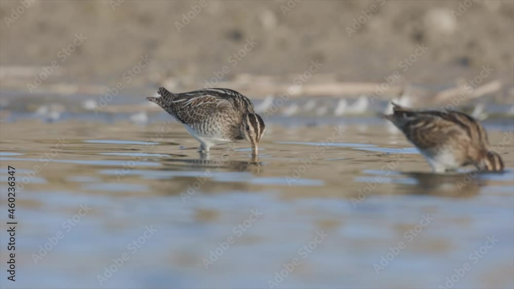 Common snipe bird (Gallinago gallinago) in the lake swamp natural habitat Common snipe bird (Gallinago gallinago) in the lake swamp natural habitat