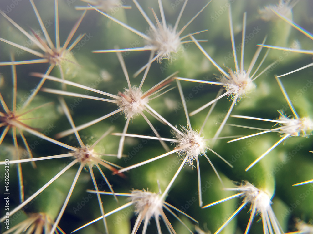 Background, pattern for design, cactus with thorns close-up. Green plant with white spines-needles, macro Background, pattern for design, cactus with thorns close-up. Green plant with white spines-needles, macro