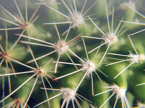 Background, pattern for design, cactus with thorns close-up. Green plant with white spines-needles, macro