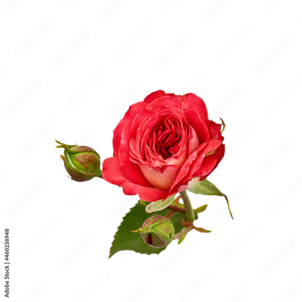 red open rose flower and closed green buds. small bouquet on a white background. isolated flower for design of cards, invitations red open rose flower and closed green buds. small bouquet on a white background. isolated flower for design of cards, invitations