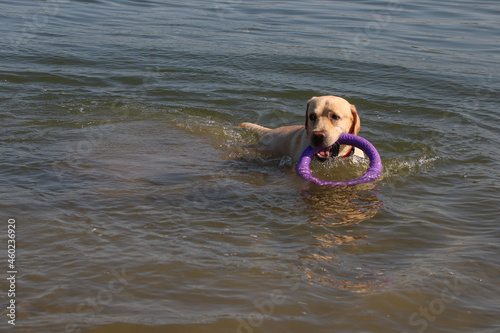 A golden labrador retriever with a red collar, swimming in the sea, holds a purple ring toy in his teeth