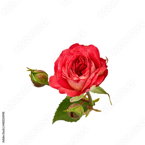 red open rose flower and closed green buds. small bouquet on a white background. isolated flower for design of cards  invitations
