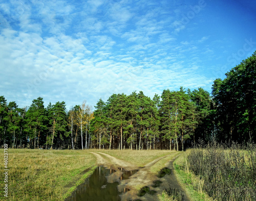 Panoramic view of the field and the pines. Beautiful landscape of the Russian steppes  Moscow Region. Broken rural road with puddle