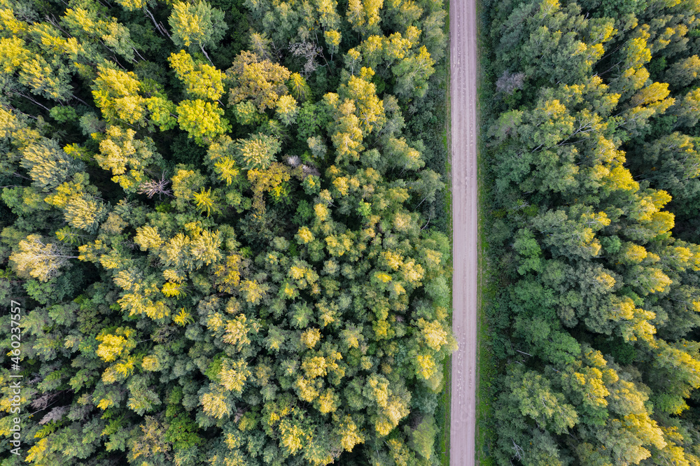 Aerial view from drone of concrete road leading through autumn forests and groves in yellow green colors. Dense forest in golden time and empty highway in fall season. Roadway among colorful treetops 