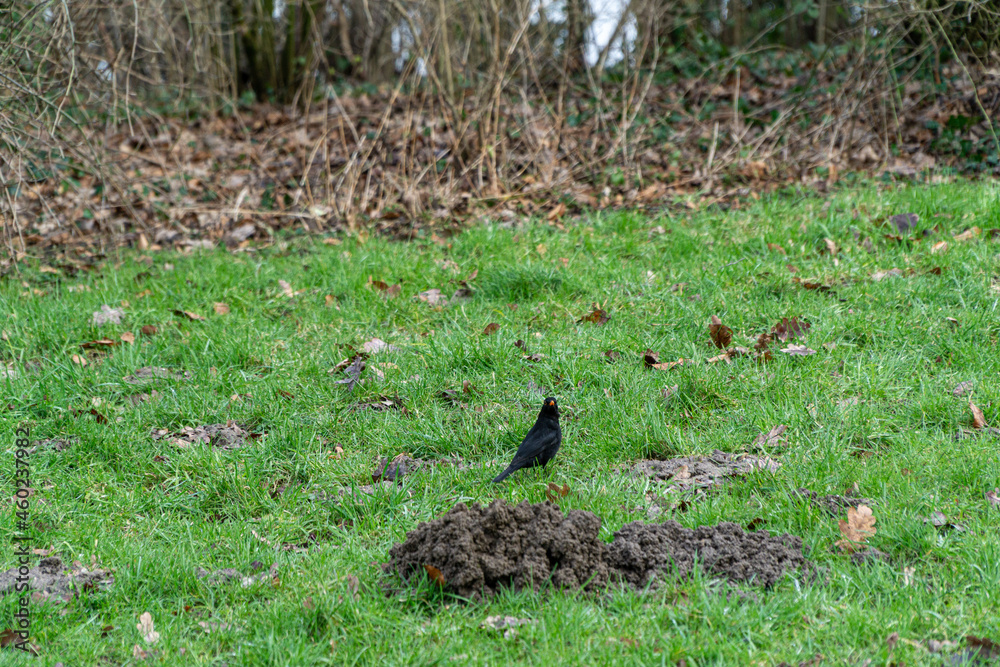Black bird on the grass field