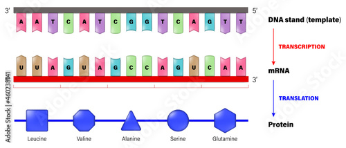 DNA, mRNA and Protein. Transcription and Translation. 