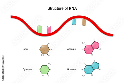 Structure of RNA. Ribonucleic acid. Nitrogenous base and Sugar phosphate backbone. Uracil, Adenine, Cytosine, Guanine.
