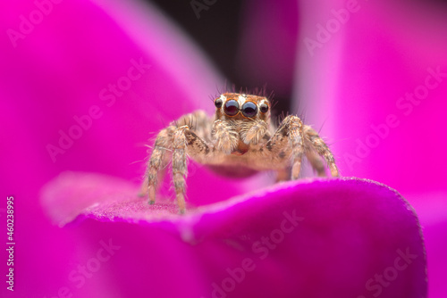 Spider​ on pink flower