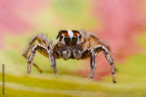 Jumping spider on the color leaf.