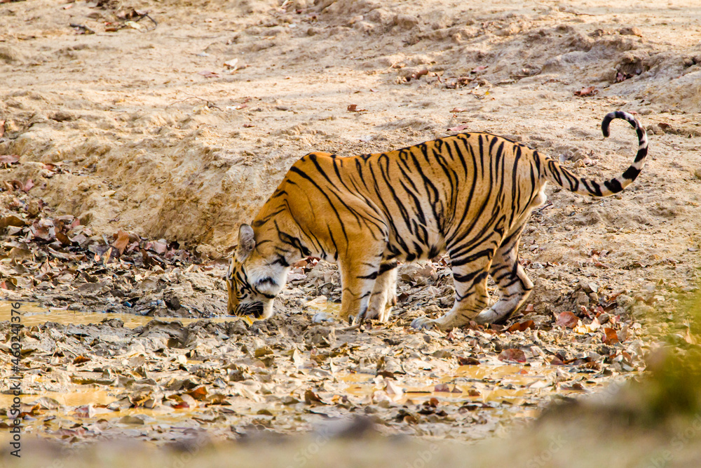 Fototapeta premium A Bengal Tiger walking through the jungle to a waterhole in Bandhavgarh, India