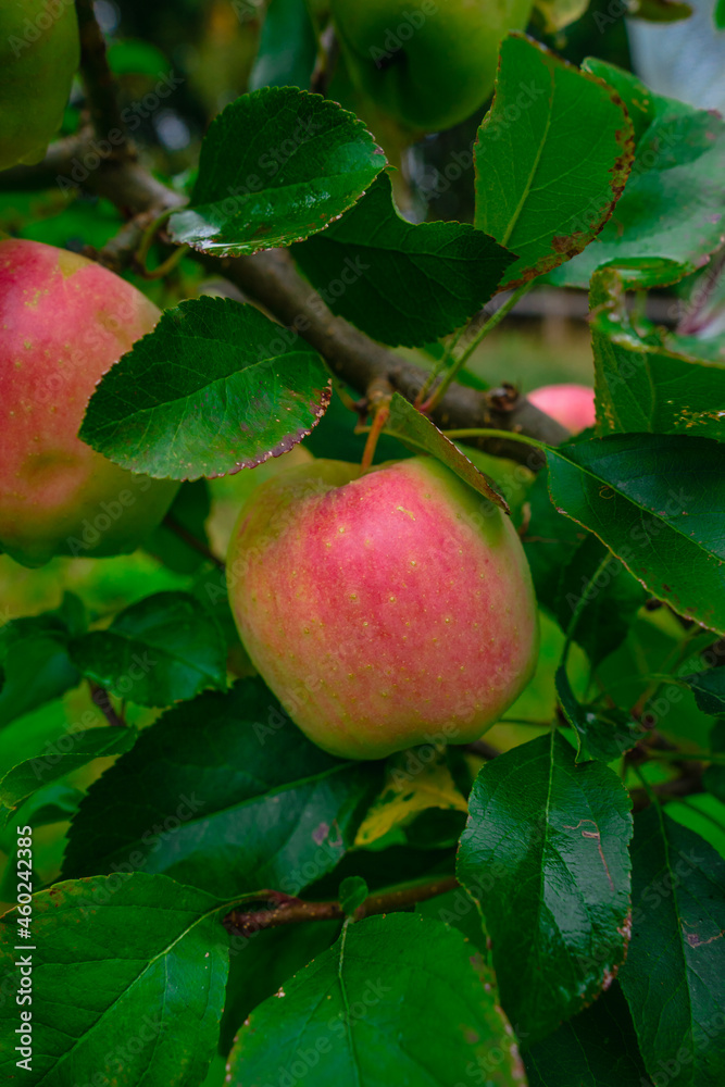 apples on tree apples on tree