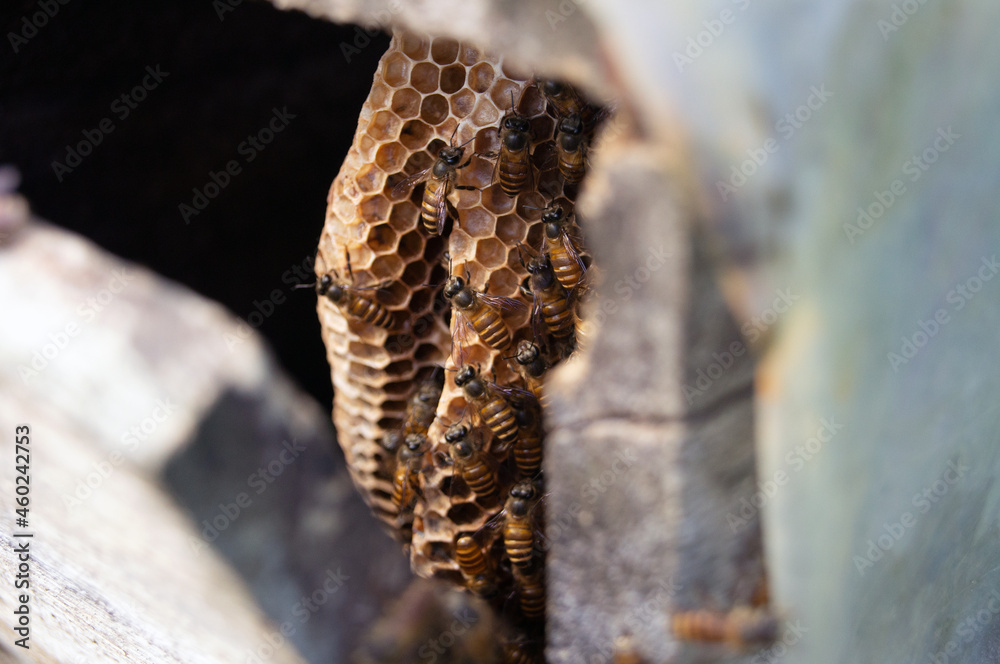 Obraz premium a cultured bee hive in bali indonesia