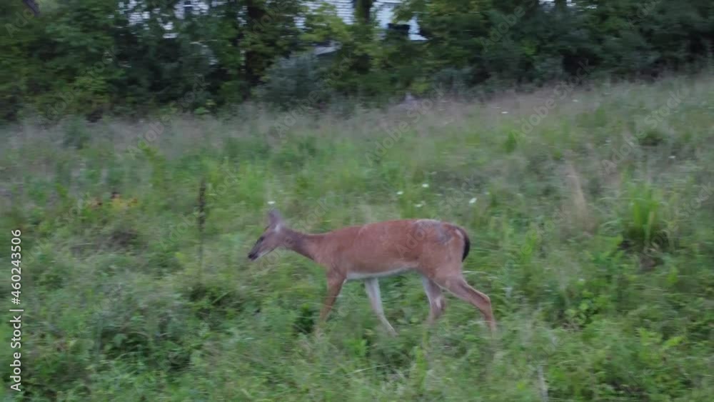 Deer walking out in high grass in nature near forest Deer walking out in high grass in nature near forest