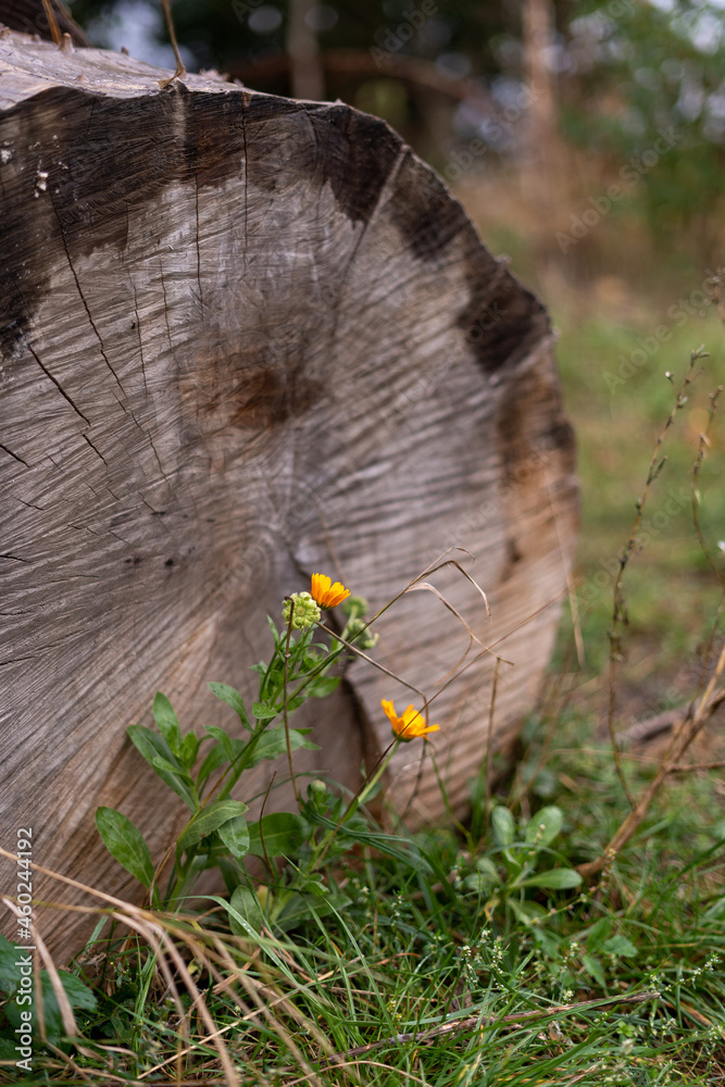 Fototapeta premium Stump and a flower in the countryside. Rural autumn details