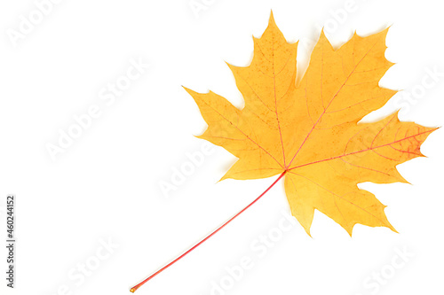 Dried orange maple leaf. Autumn leaf isolated on white background. Top view  flat lay. Copy space for text.