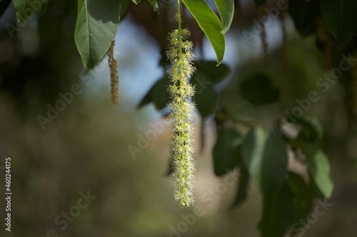 Flowering Phytolacca dioica common name  ombu, natural macro floral background
 photo