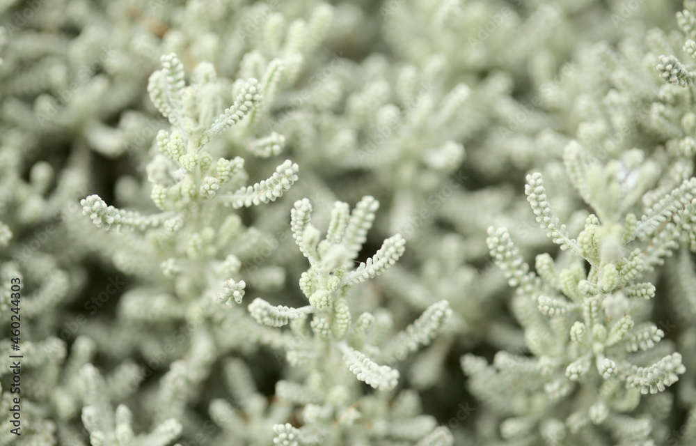 Santolina chamaecyparissus, cotton lavender leaves natural macro floral background
Santolina chamaecyparissus, cotton lavender leaves natural macro floral background