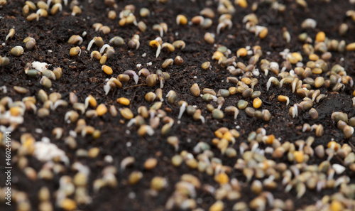 small seeds of rocket salad germinating and sprouting in compost