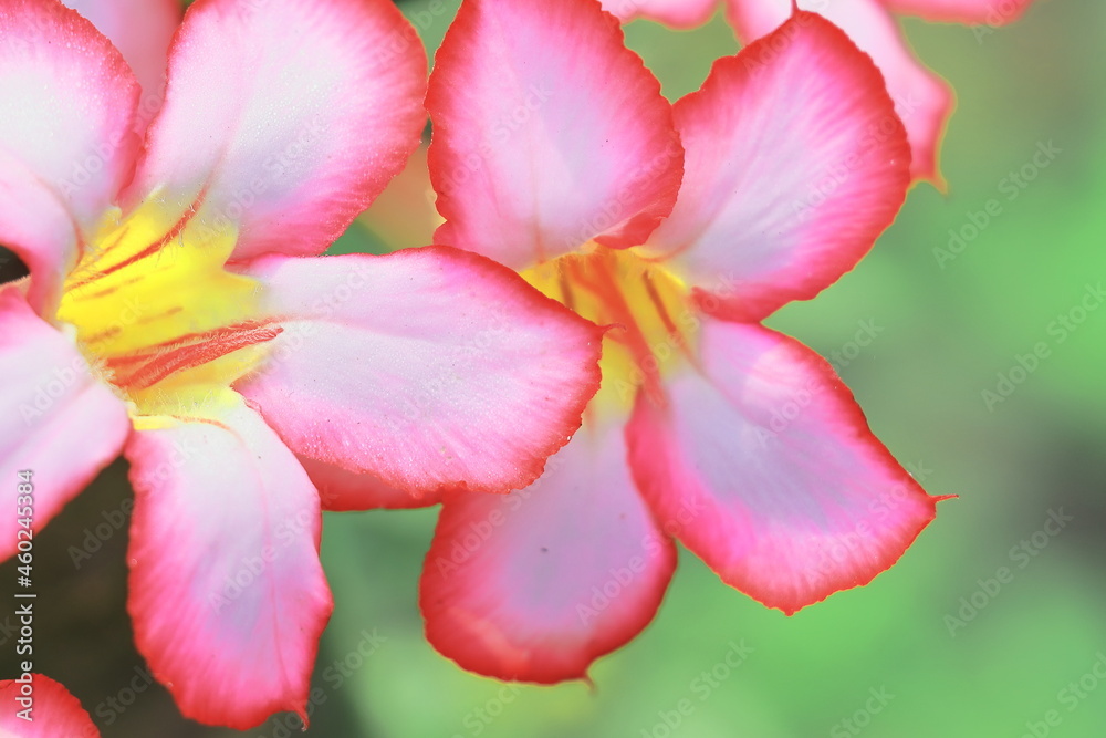 beautiful adenium flowers (adenium obesum) with green background