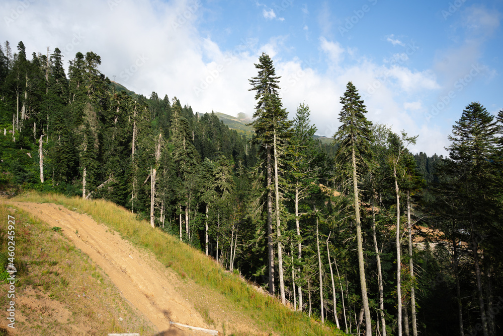 Panoramic view of a glade in summer forest Panoramic view of a glade in summer forest