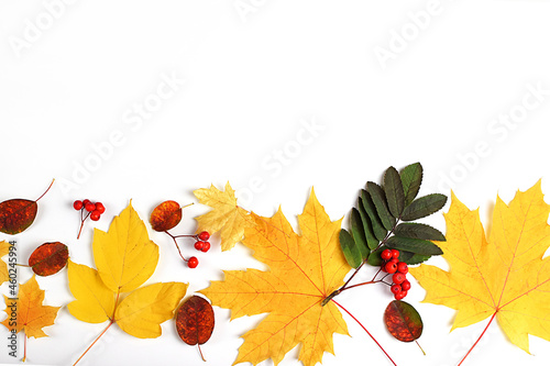 Autumn composition of bright leaves and rowan twigs. Frame from autumn leaves and rowan berries on a white background. Flat lay, top view, copy space for text.