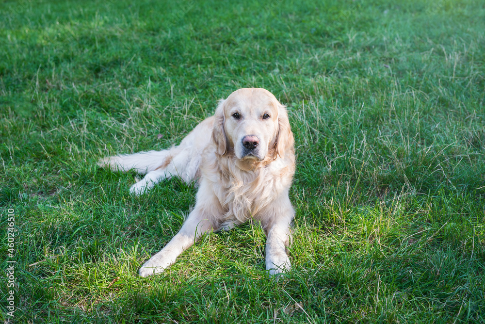 Golden retriever lies on green grass in the park.