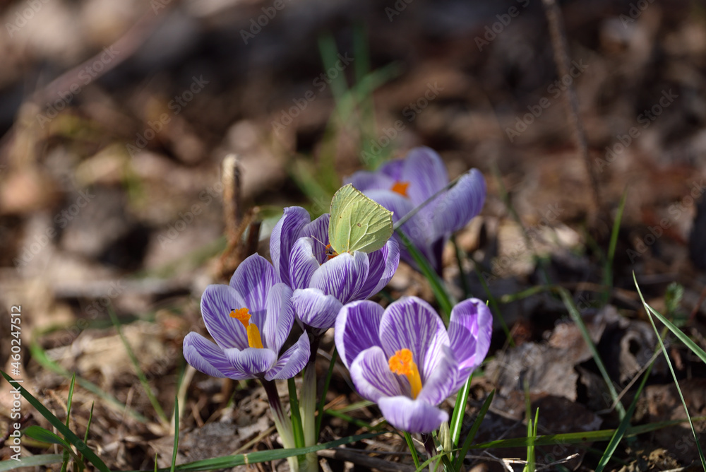 spring crocuses and a visiting butterfly spring crocuses and a visiting butterfly