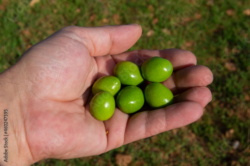 Aceitunas en la mano