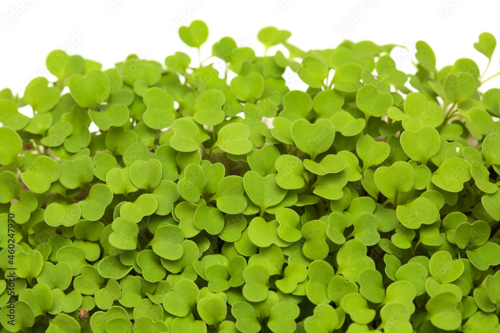 rocket salad microgreens, isolated on white rocket salad microgreens, isolated on white