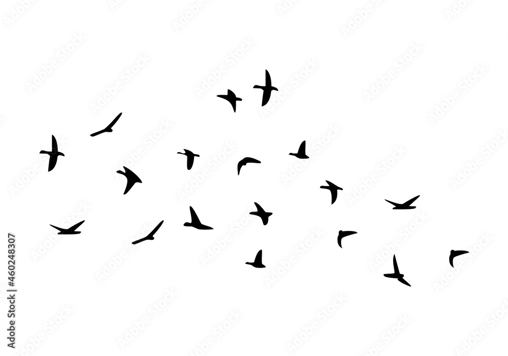Obraz premium Flock of flying birds isolated on white background.