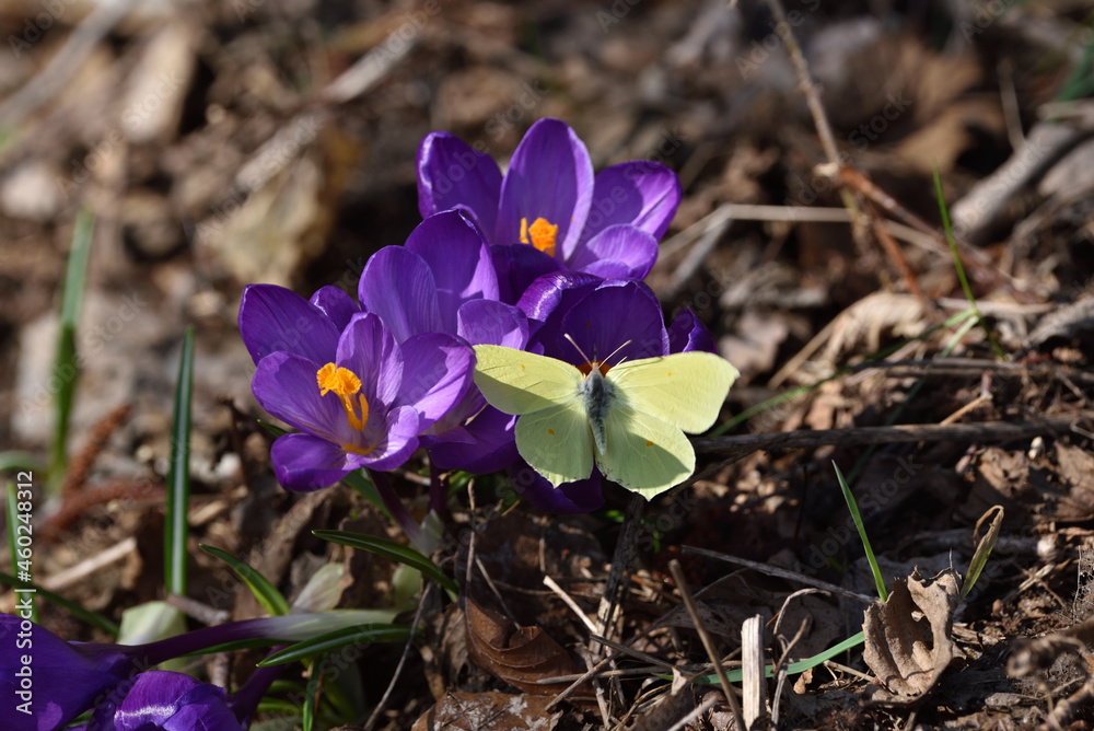 spring crocuses and a visiting butterfly spring crocuses and a visiting butterfly