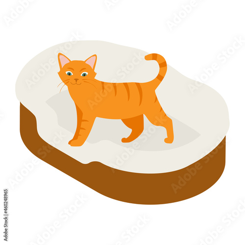 Ginger cat in his soft cozy bed cushion