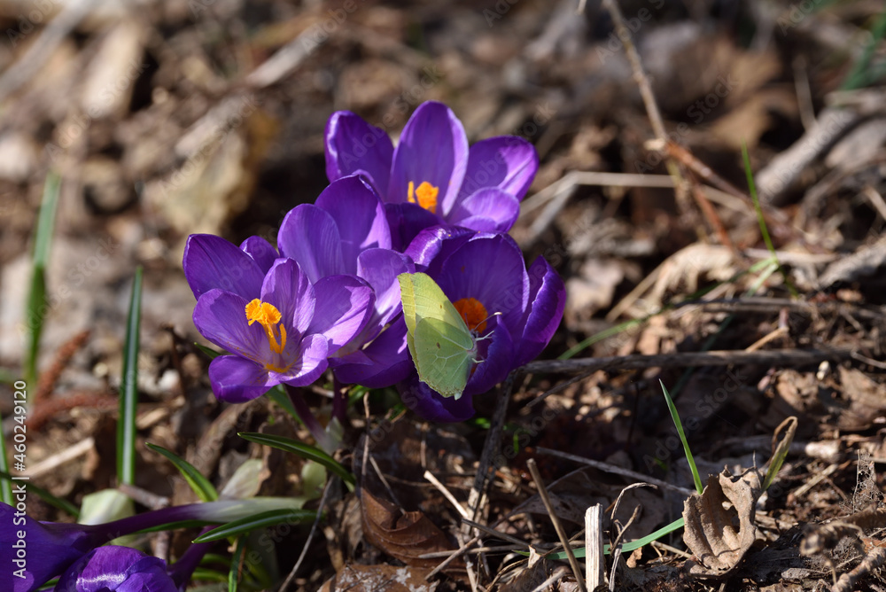 spring crocuses and a visiting butterfly spring crocuses and a visiting butterfly