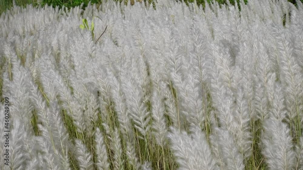 White Saccharum spontaneum flower swaying in the wind in the autumn field. It grows on fallow land commonly known as wild sugarcane and Kans grass. Natural white-green flower slow motion video. White Saccharum spontaneum flower swaying in the wind in the autumn field. It grows on fallow land commonly known as wild sugarcane and Kans grass. Natural white-green flower slow motion video.