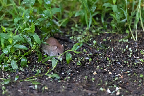 Red-backed vole looking for food on the ground under a bird feeder among germinated seeds photo