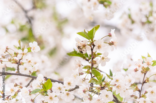 flowering branches of sour cherry tree with white flowers and bees