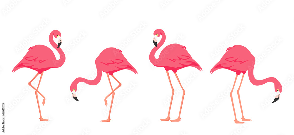 Flamingo tropical bird. Pink flamingo. Flamingo tropical bird. Pink flamingo.