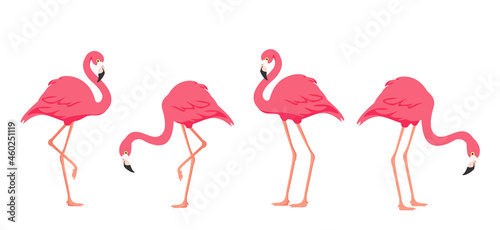 Flamingo tropical bird. Pink flamingo.