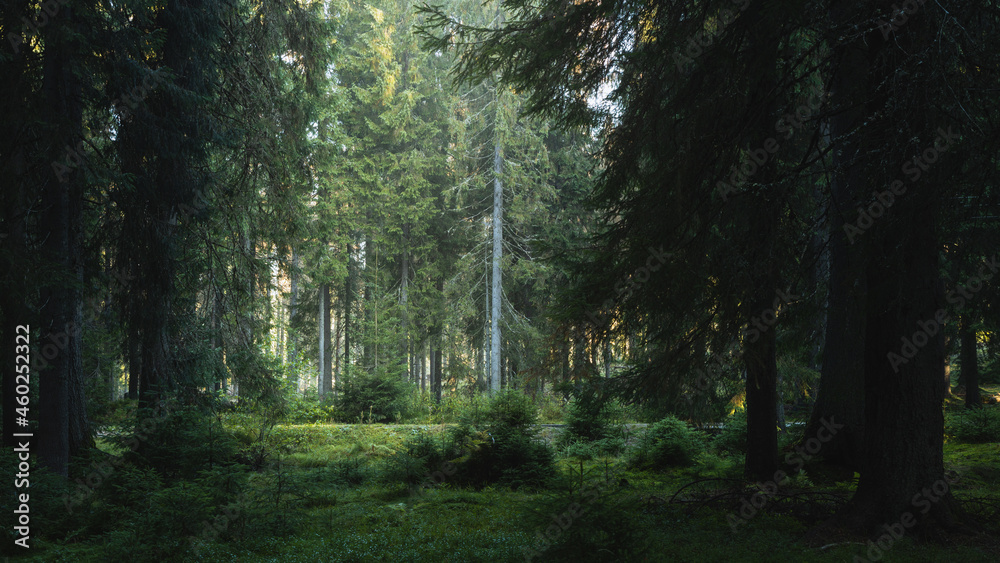 Fototapeta premium Spooky clearance in the forest. Dark trees with creepy atmosphere