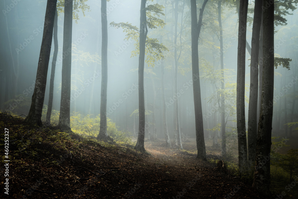 Mysterious blue fog and light in dark foggy forest during a cold autumn day Mysterious blue fog and light in dark foggy forest during a cold autumn day