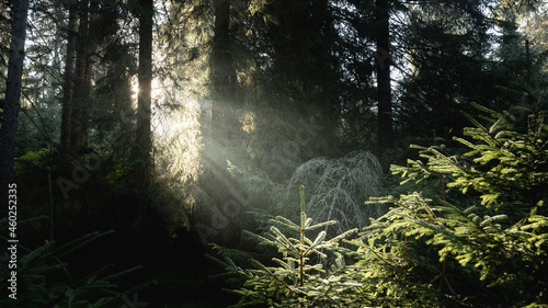 Spectacular sun rays in fairy tale forest. Autumn foggy morning