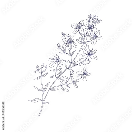 Outlined St. John's wort, wild medicinal flower. Botanical vintage sketch of floral goatweed plant. Hypericum perforatum drawing. Hand-drawn vector illustration of tutsan isolated on white background photo